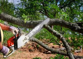 How Our Tree Care Process Works  in North College Hill, OH