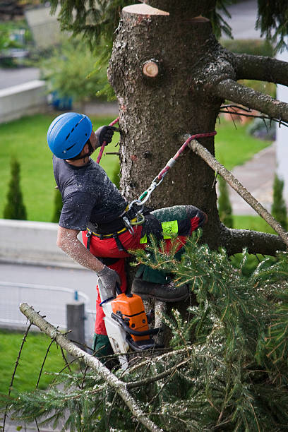 Best Tree Mulching  in North College Hill, OH