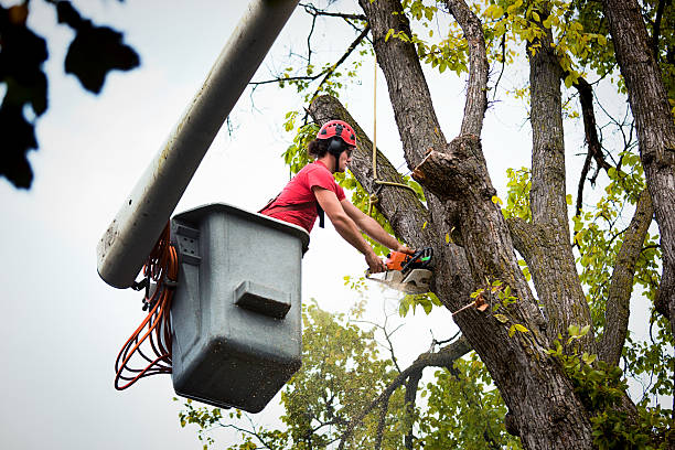 Reliable North College Hill, OH Tree Services Solutions